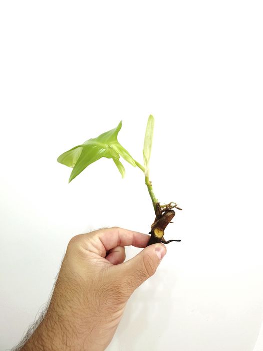 Philodendron Florida Ghost