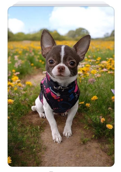 Вязка, чіхуахуа 1,5 кг, білошоколад