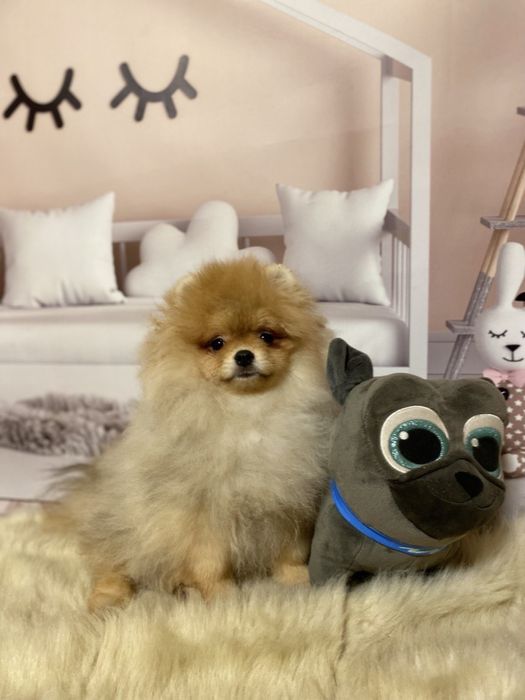 Гарний малюк померанського шпіца