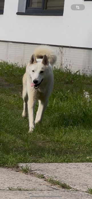 Кобель Куба, вік два роки