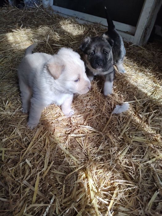 Pieski za darmo suczki