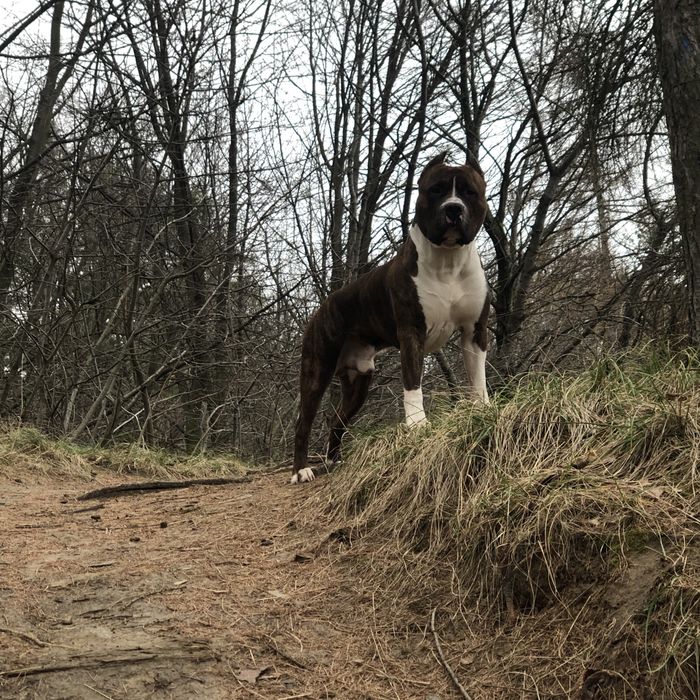 Хлопчик, амстаф, вʼязка