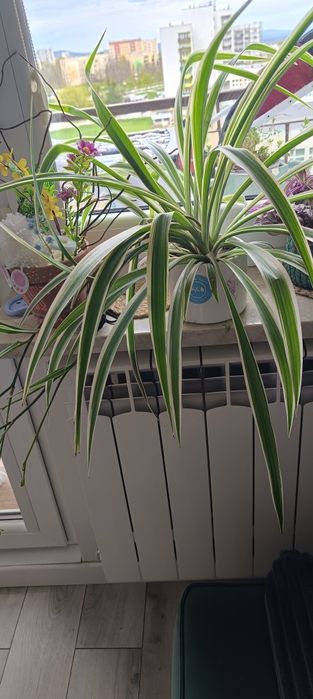 Zielistka sternberga