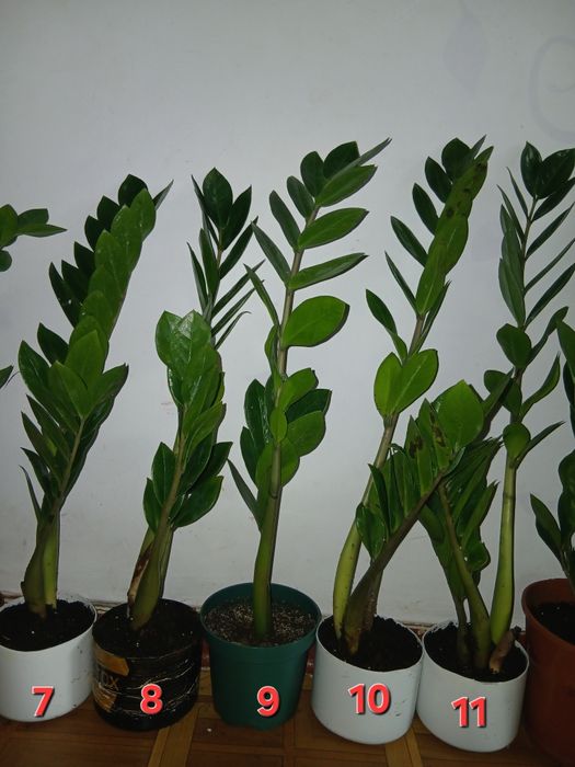 Замиокулькас замик