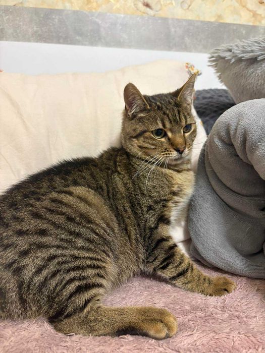 Котик шукає свою сім'ю