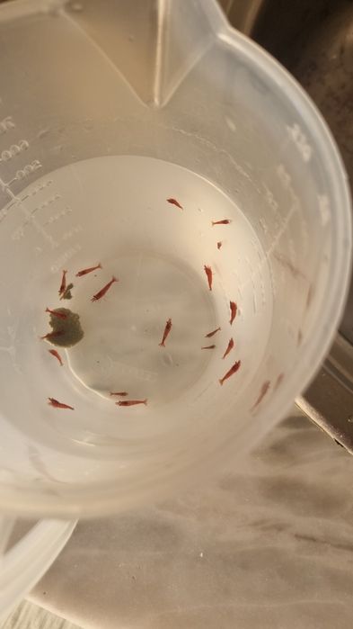 Neocaridina vermelho apurado