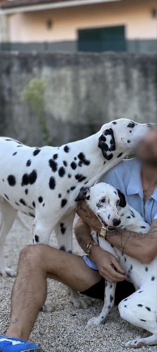 Dalmata  Lindo Macho