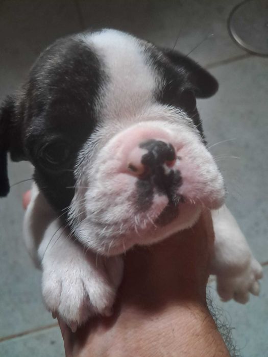 Bulldog frances fêmea zona de Aveiro