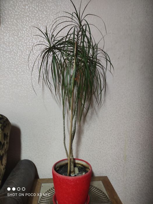 Вазон драцени, висота 120 см.