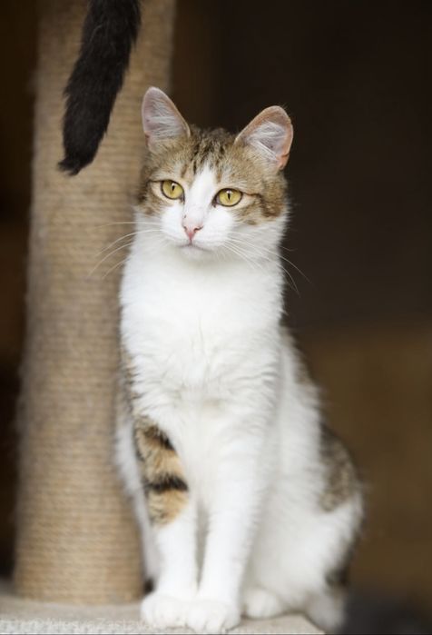 Цапля кошка 1 год, красивая белая кошечка, котенок