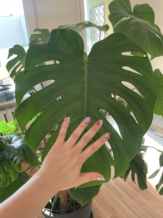Duża okazała monstera