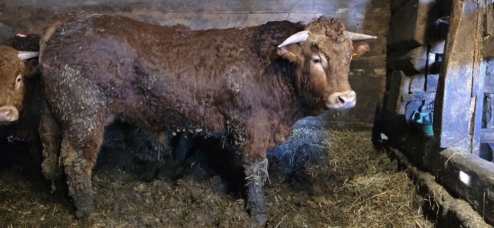 Byczek limousine na rozpłodnika