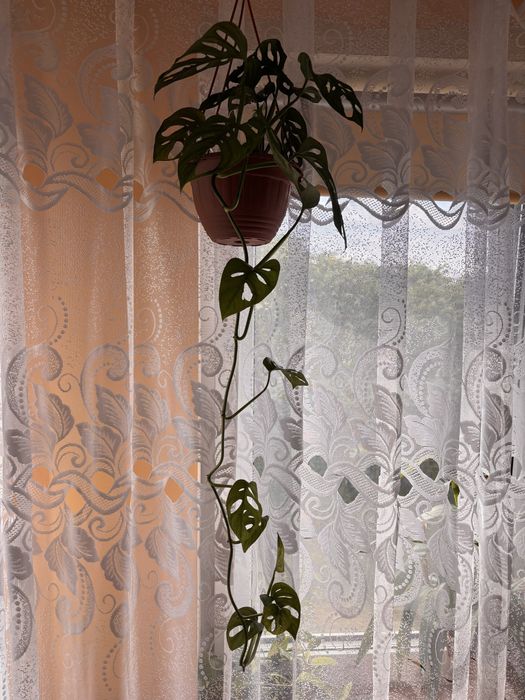 Monstera monkey mask