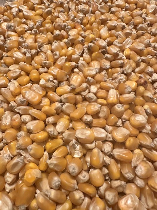 Kukurydza sucha; pellet