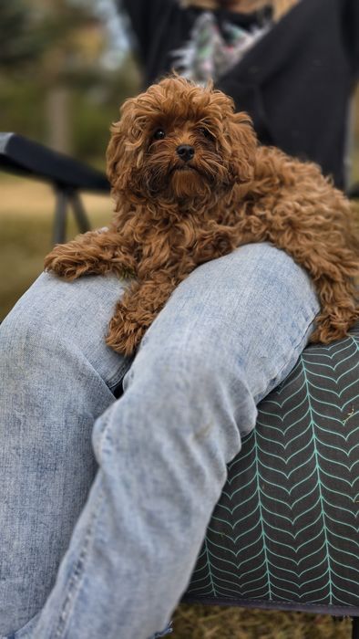 Cavapoo F1b sunia