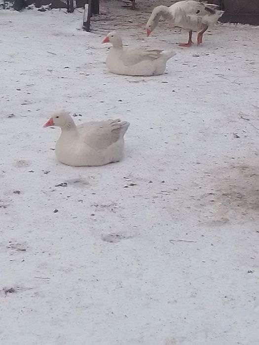 Продам молодих гусей