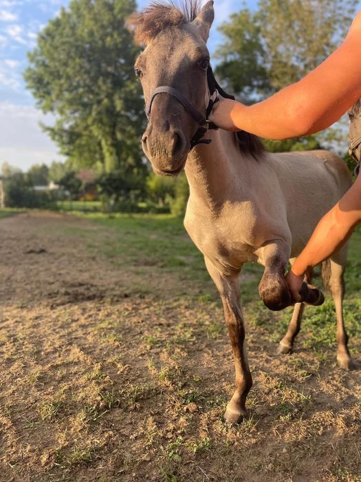 Konik Polski klacz/ogier