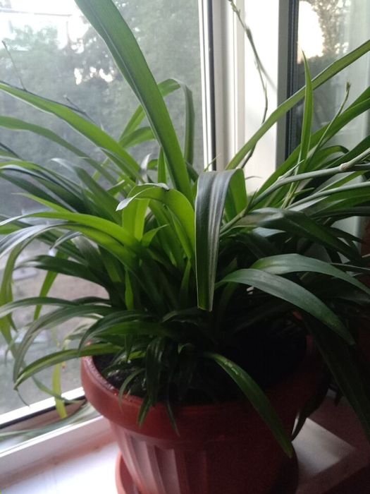 Недорого комнатные растения рождественик, хлорофитум, фиалки, и тд.