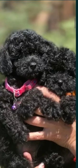 Super piekny  piesek pudel czarny