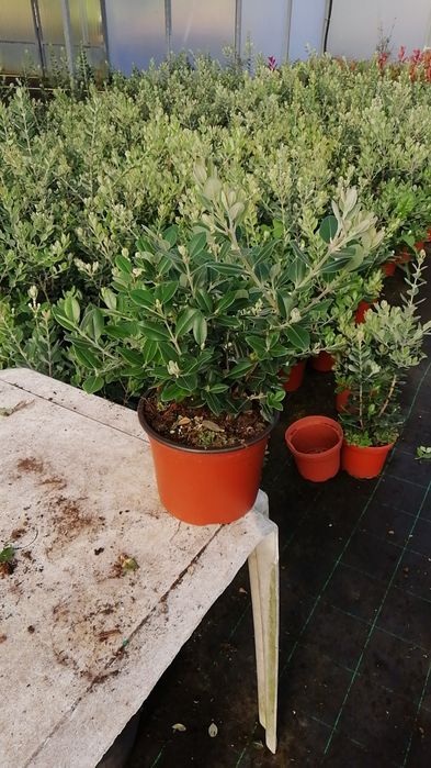 Metrosideros Excelsa 50cm/100cm/150cm/200cm