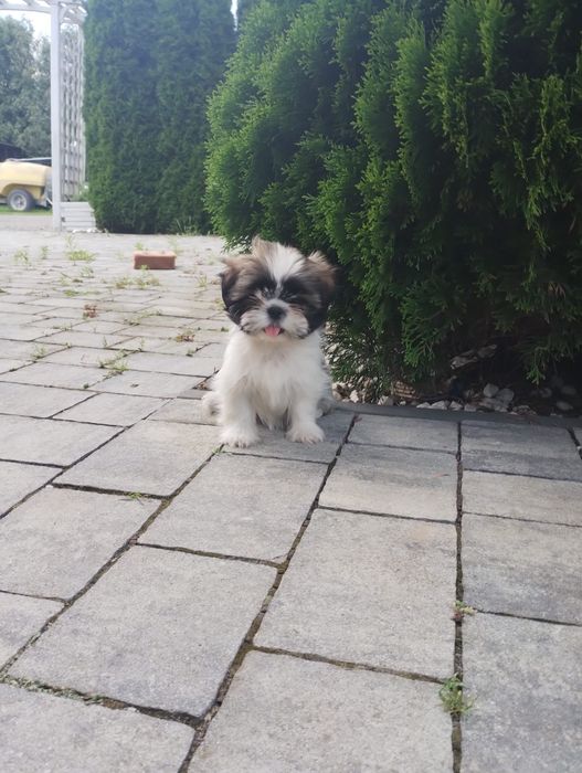 Shih Tzu suczka tricolor