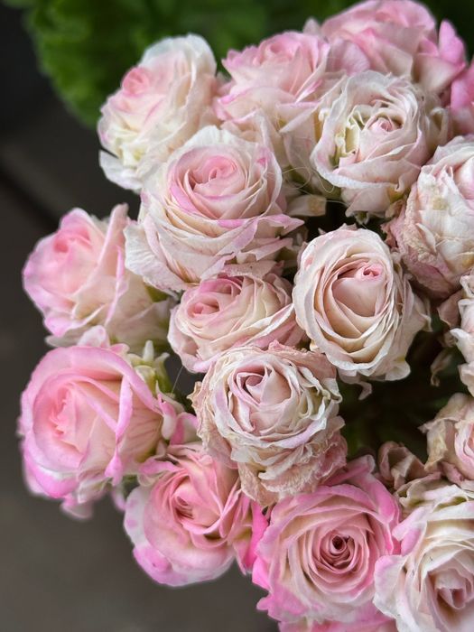 Pelargonia kolekcjonerska sadzonki