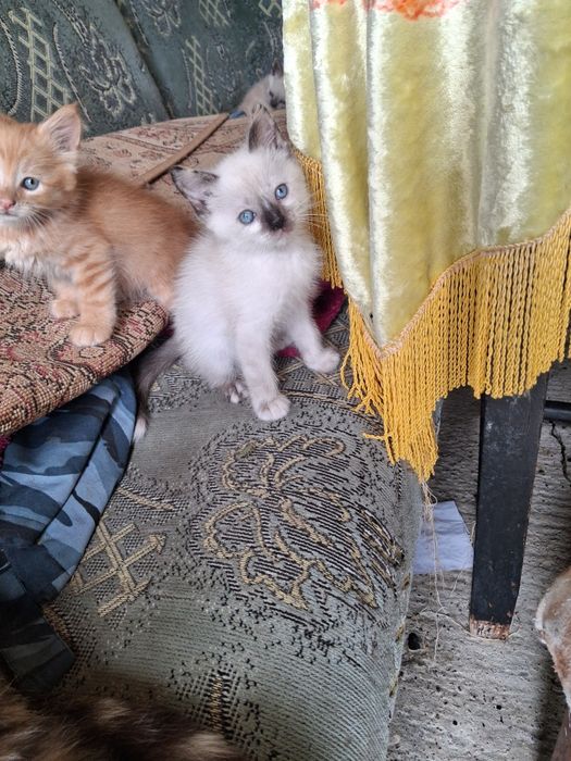 Подарую кошенят.
