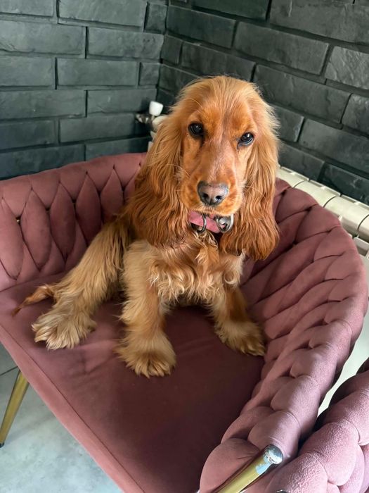 Cocker spaniel angielski piesek ostanie dwa pieski