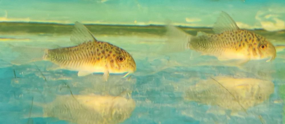 Kirysek similis Aquafizz Creative