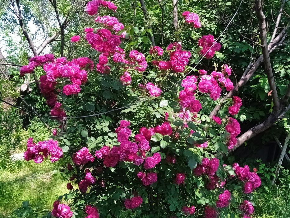 Розы троянди плетущ еся