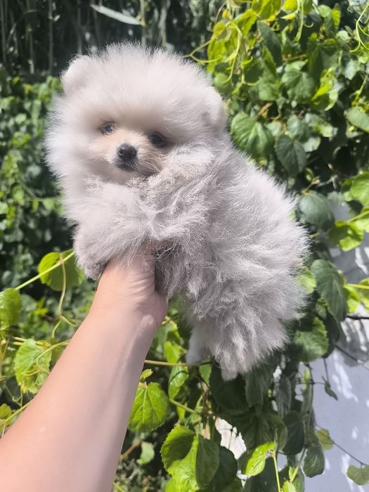 Spitz Mini. .Lulu da Pomerânia. Menino Mini .