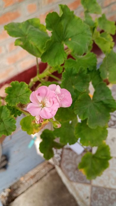 Герань Пеларгонія Рожева