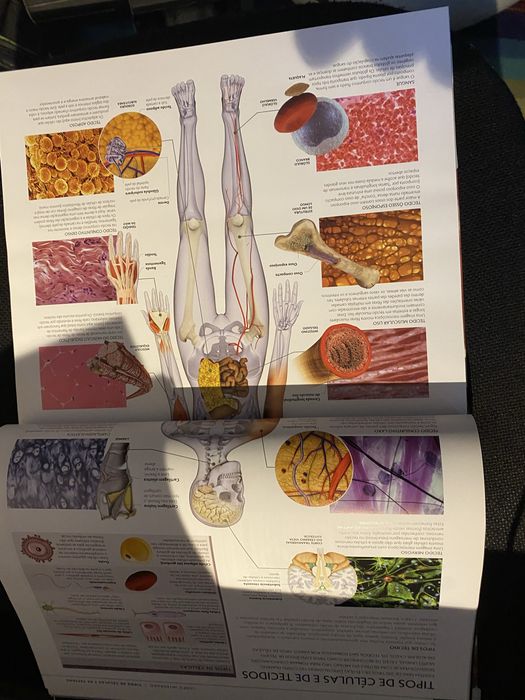 Livro de anatomia