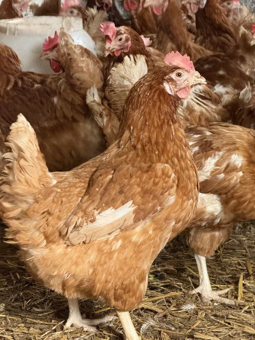 Kurki czerwone z jajkiem