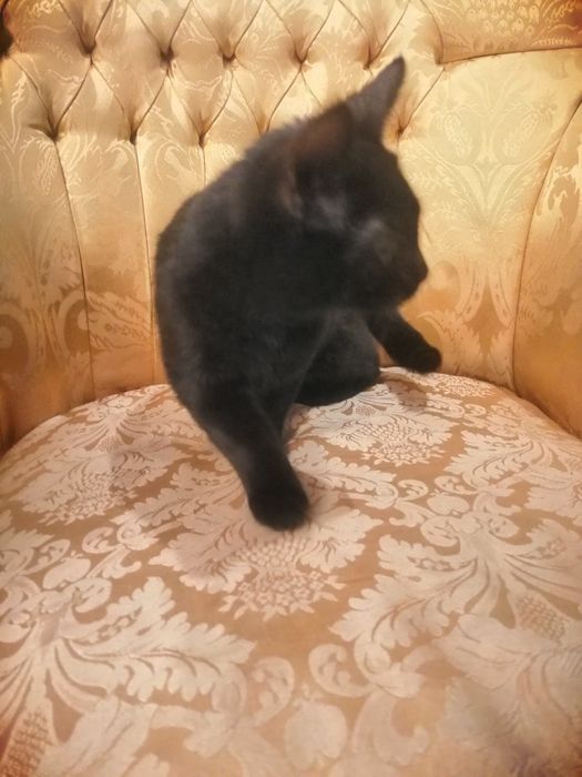 Czarny kot. oddam za darmo