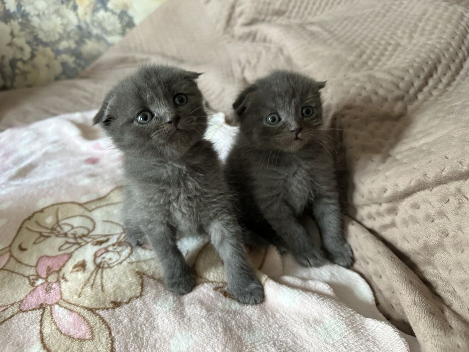 Чудові кошеннятка