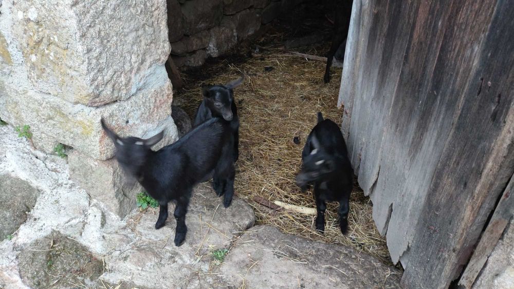 Chibos e Chiba Murciana-Granadina
