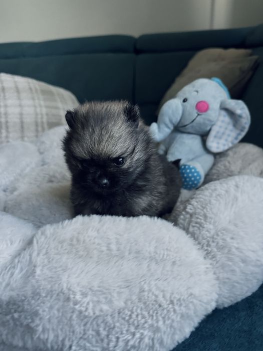 **Mija**Szpic miniaturowy, pomeranian, malutka sunia