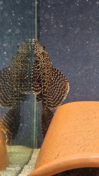 Vendo poleco tigrado com 25cm