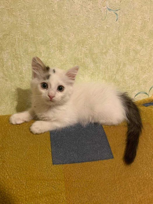 Кошеня дівчинка 2,5-3 місяці подарую