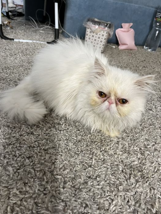 Отдам котика в хорошие руки