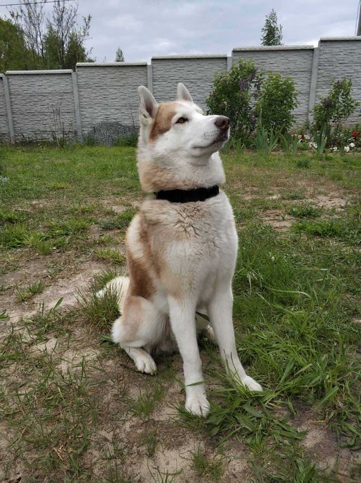 Яскравий хаскі у розквіті сил - шукає даму серця