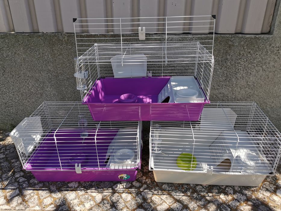 KIT Coelhos anões mini Lop holand (orelhudos) desparasitados