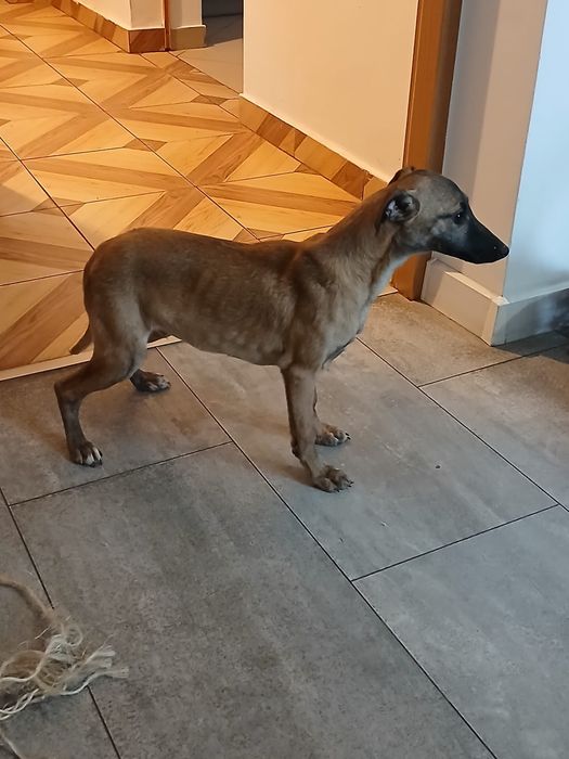 Chart Angielski Whippet śliczny piesek