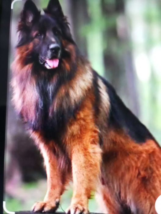 Німецька довгошерстна вівчарка