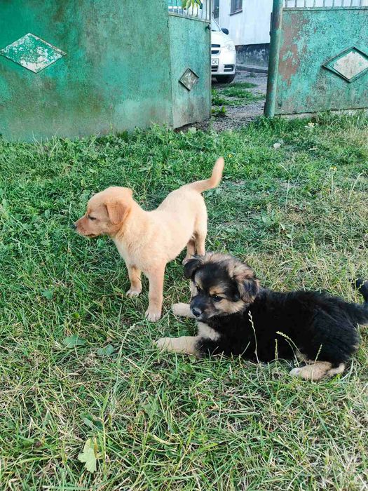 Віддамо цуценят в добрі руки