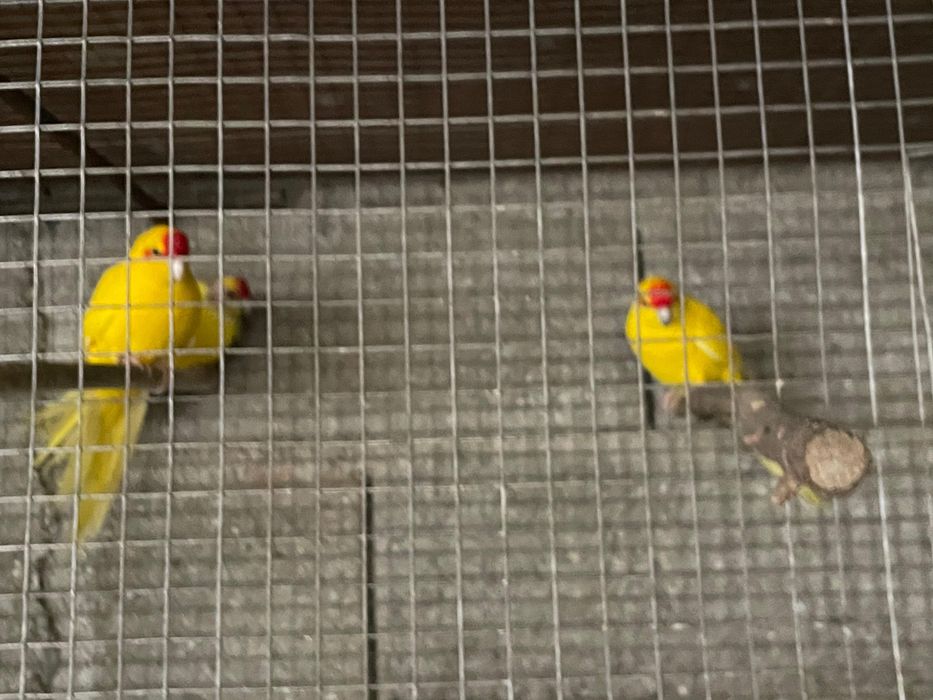 Vendo kakakiri a bom preco