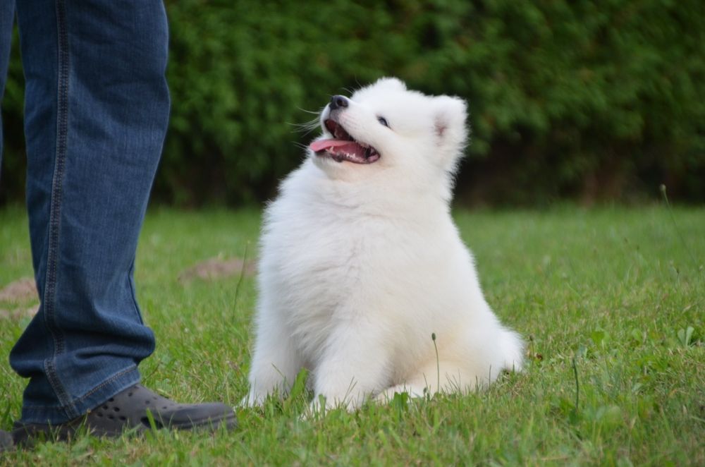Samoyed ZKwP FCI