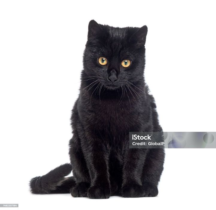 Menino  scottish preto