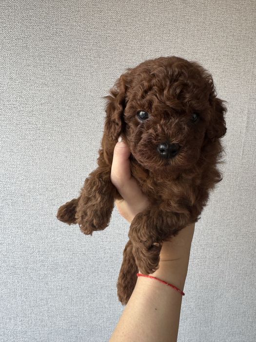 Той пудель, Китай, вязка